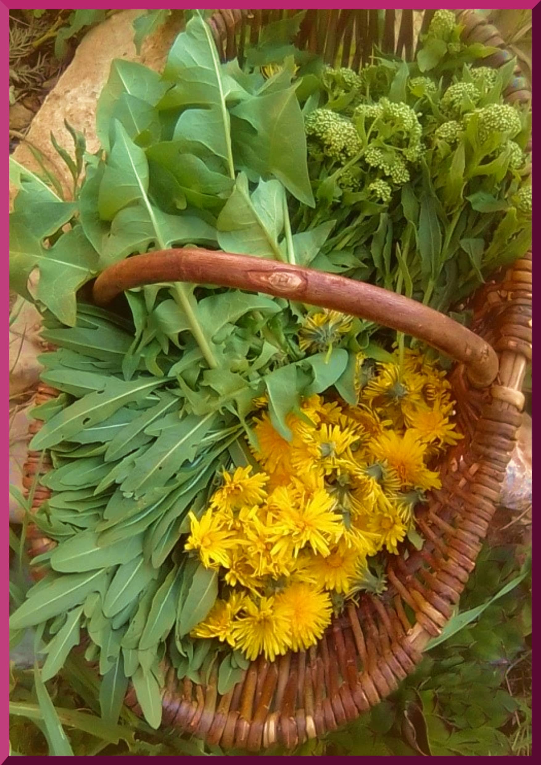 Un panier de pissenlit et d'autres plantes comestibles ramassés lors d'une balade botanique